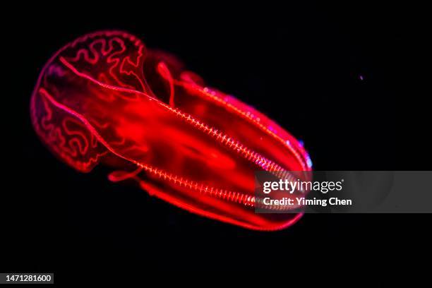 bloody-belly comb jelly (lampocteis cruentiventer) - comb jelly stock pictures, royalty-free photos & images