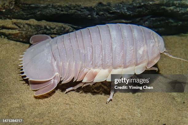 giant isopod (bathynomus giganteus) - deep ocean predator stock pictures, royalty-free photos & images