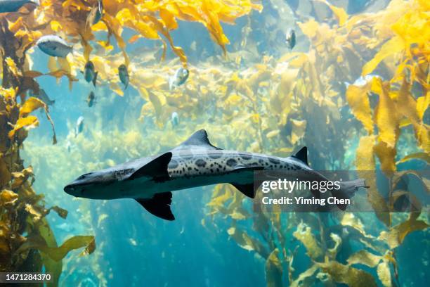 leopard shark (triakis semifasciata) - coral reef shark stock pictures, royalty-free photos & images