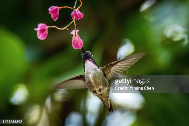 anna's hummingbird (calypte anna) feeding on flower - annas hummingbird stock pictures, royalty-free photos & images