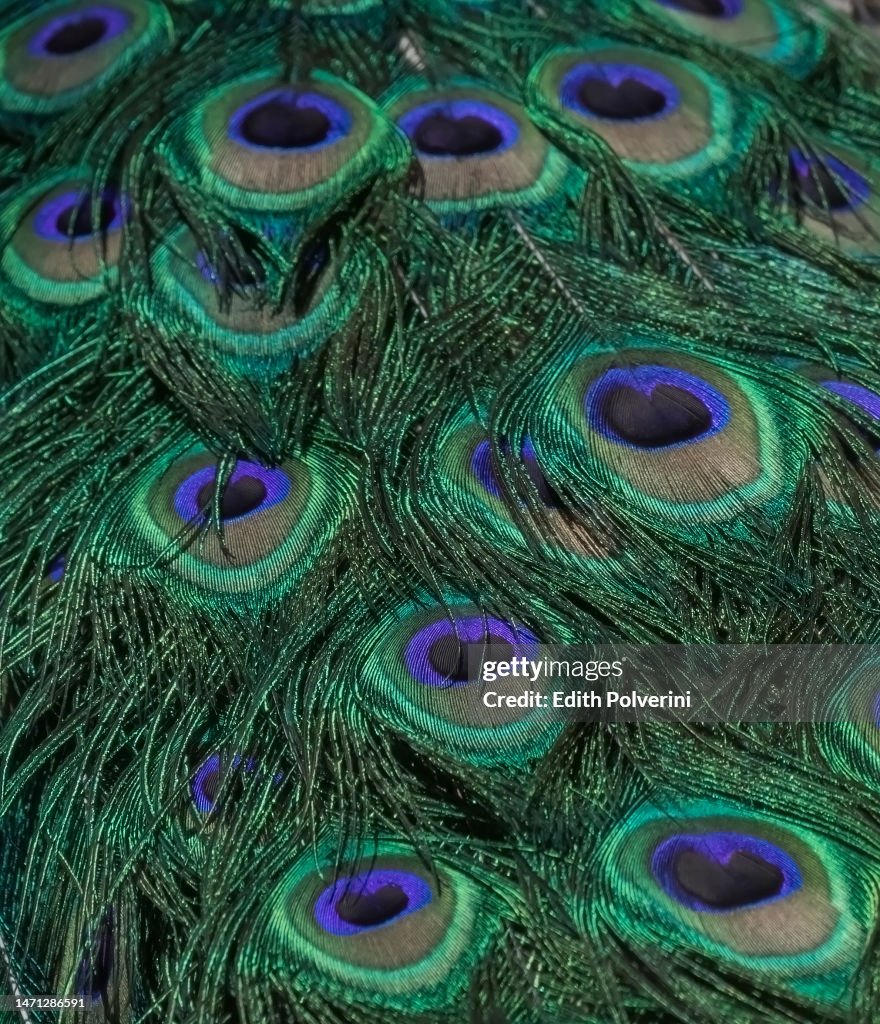 Peacock's tail feathers