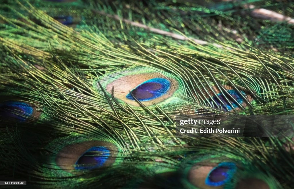 The tail of a peacock