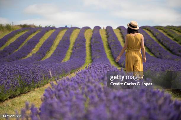 a young woman wearing a yellow jumpsuit dress and a straw hat walks along a lavender field and touches the flowers in a sunny day of summer in kinross, scotland, uk - running woman woman stock pictures, royalty-free photos & images