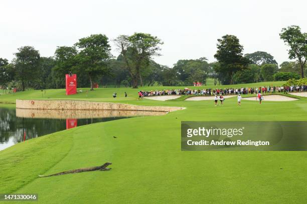 Monitor lizard looks on as the group of Nelly Korda of The United States Jin Young Ko of South Korea and Allisen Corpuz of the United States walk to...