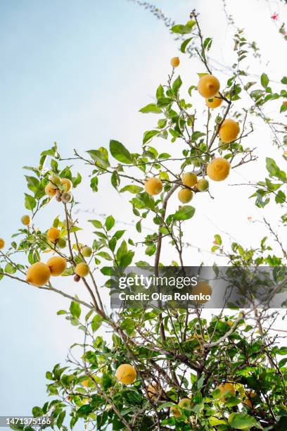 fresh lemon fruits on lemon tree branches in sunny day - lemon tree stock pictures, royalty-free photos & images