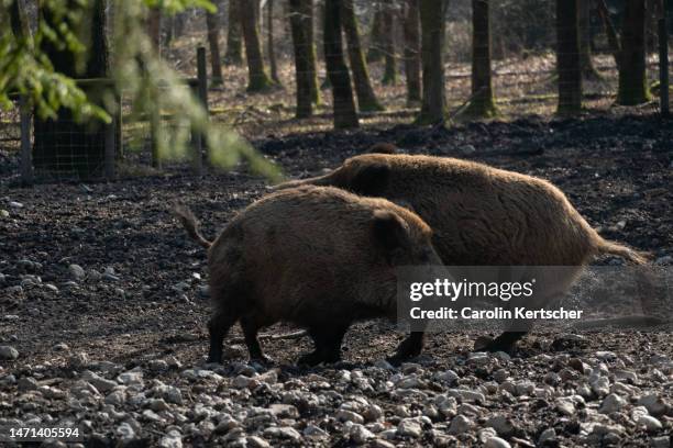 wild boars in the animal enclosure - territorial animal stock-fotos und bilder
