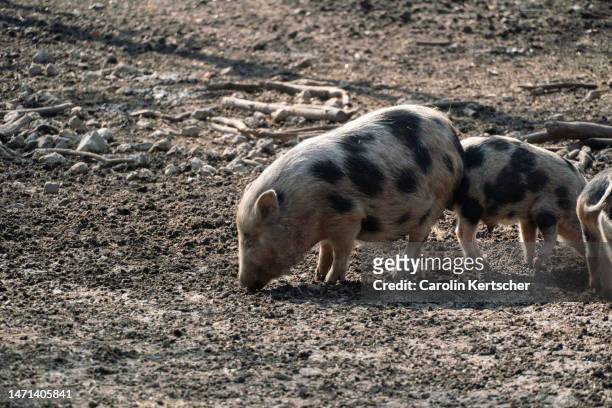 domestic pigs in the free range pen with piglets - big hair stockfoto's en -beelden