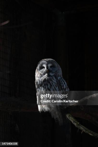 great gray owl sitting on a branch - eurasian eagle owl stock pictures, royalty-free photos & images