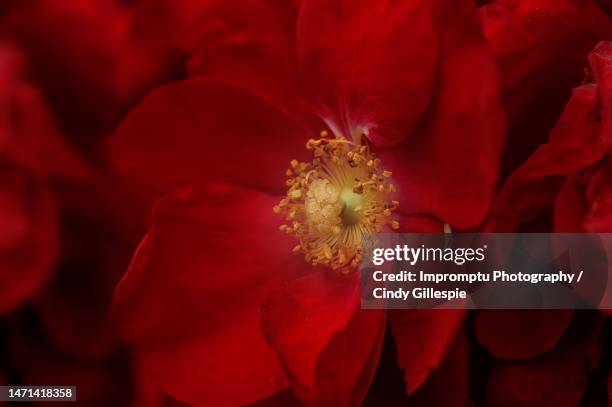 details of a miniature rose close up - rosa rock stock pictures, royalty-free photos & images