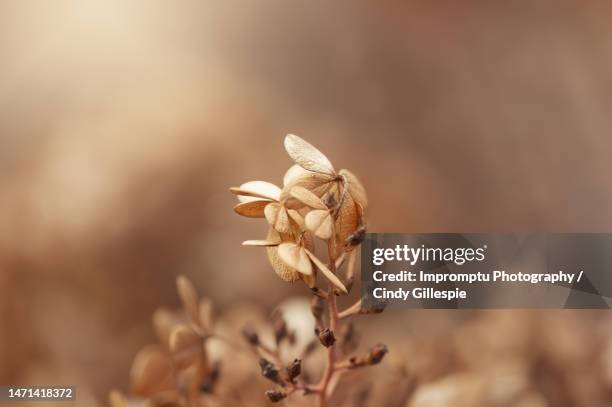 details of a panicle hydrangeas in the late fall - lux gillespie stock pictures, royalty-free photos & images