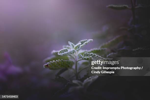 details of frosted cat mint - catmint stock pictures, royalty-free photos & images