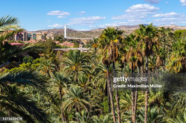 palmeral of elche (palmeral de elche / palmerar d'elx), elche, alicante province, spain - palmeral de elche stock pictures, royalty-free photos & images