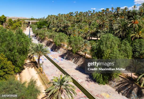 palmeral of elche (palmeral de elche / palmerar d'elx), elche, alicante province, spain - palmeral de elche stock pictures, royalty-free photos & images