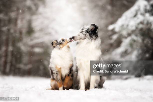 winter love - shetland sheepdog stock pictures, royalty-free photos & images