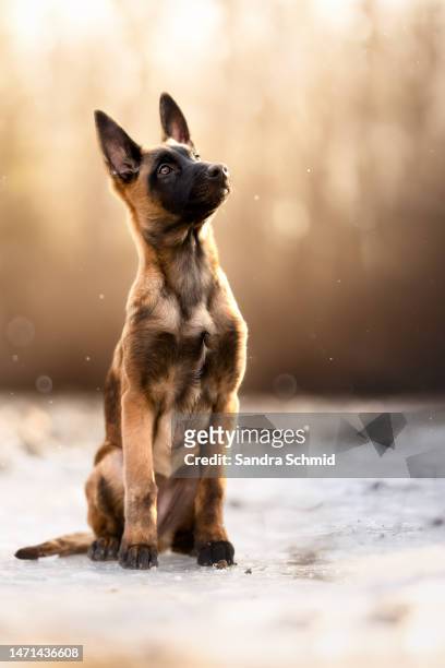 malinois puppy at sunrise - belgian malinois 個照片及圖片檔