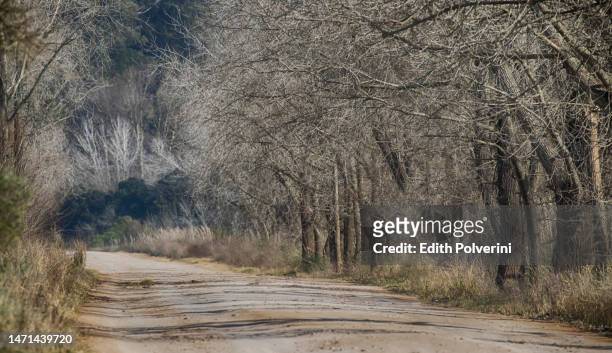 winter road - otamendi stock pictures, royalty-free photos & images