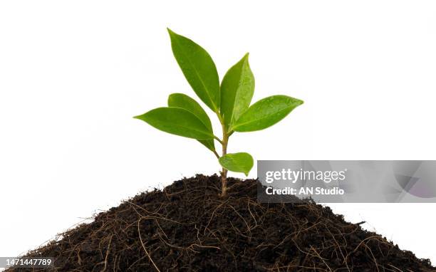 young plant with isolated on white background. the trees are growing from the soil on a white background. - young plant in ground new shoots stock-fotos und bilder