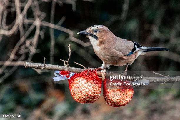 bird on a branch - bird seed stockfoto's en -beelden