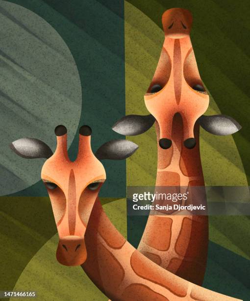 curious giraffes - zoo stock illustrations