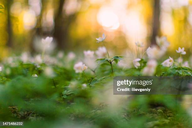fairy forest. spring flowers - april month stock pictures, royalty-free photos & images