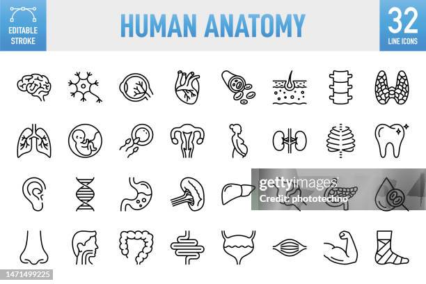 menschliche anatomie - dünnlinien-vektor-icon-set. pixel perfekt. bearbeitbarer strich. für mobile und web. das set enthält symbole: inneres organ, menschliches inneres organ, gesundheitswesen und medizin, anatomie, lunge, herz - inneres organ, der mens - blood veins stock-grafiken, -clipart, -cartoons und -symbole