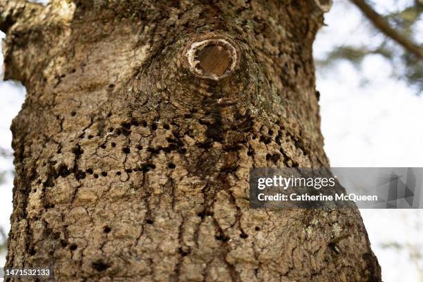 massive tree trunk riddled with woodpecker holes - teaser stock-fotos und bilder