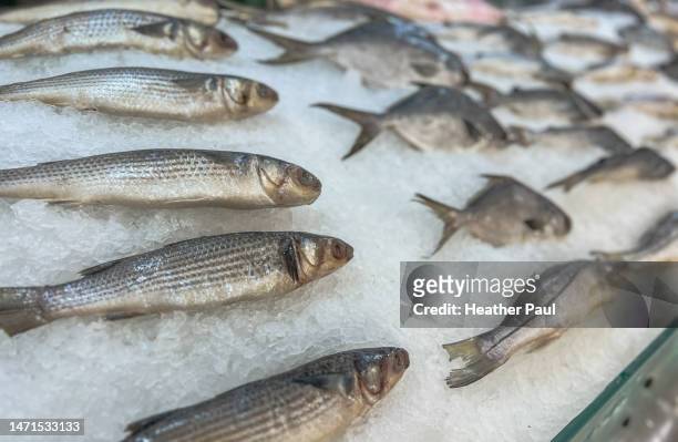 fresh striped mullet fish on ice at a food market in cozumel, mexico - mullet fish stock pictures, royalty-free photos & images