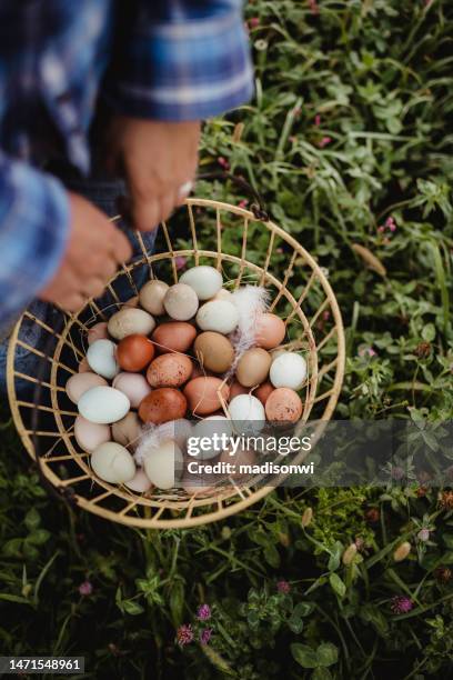 woman holding a basket of eggs - basket stock pictures, royalty-free photos & images