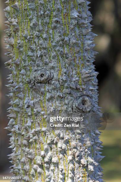 trunk of silk floss tree (ceiba speciosa) studded with conical prickles - ceiba speciosa stock pictures, royalty-free photos & images