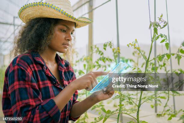 agribusiness owner checking tomatoes quality with technological tablet in farm. young owner woman modern farmer in greenhouse tomato farm. - agricultura inteligente fotografías e imágenes de stock