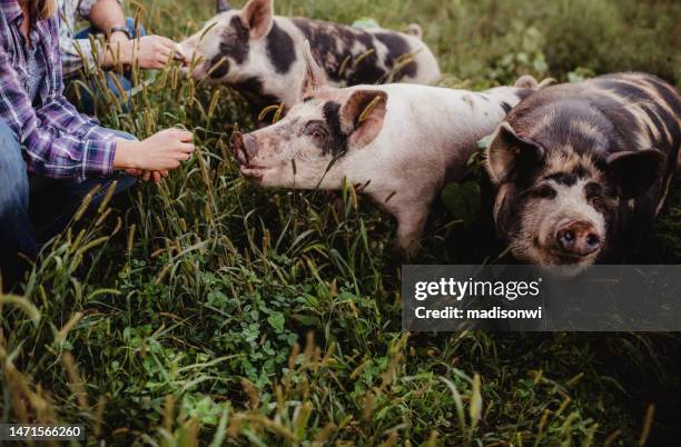 feeding pigs - pigs eating stock pictures, royalty-free photos & images