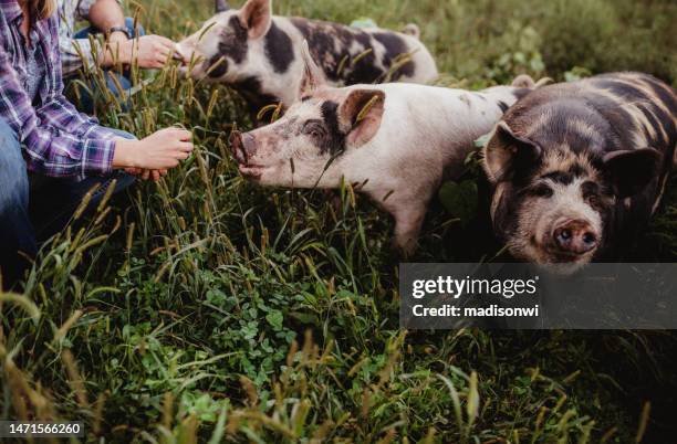 feeding pigs - gris bildbanksfoton och bilder