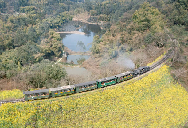 CHN: A Train Travels Through Rapeseed Flowers In Leshan
