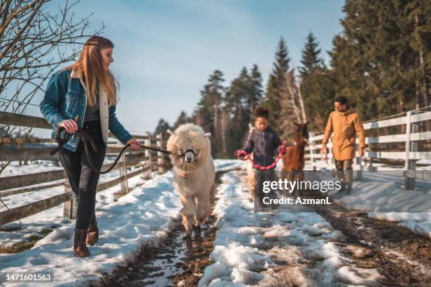 winter wonderland with alpacas at the farm - llama like stock pictures, royalty-free photos & images