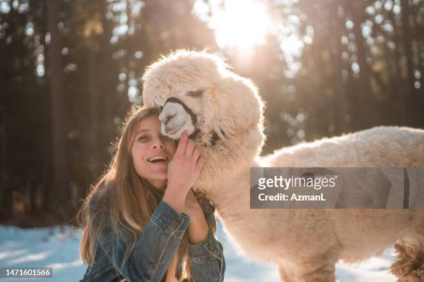 porträt einer blonden frau, die im winter ein alpaka streichelt - alpaka stock-fotos und bilder