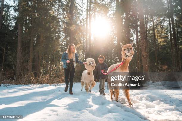 kaukasische mutter und tochter haben spaß mit alpakas - alpaka stock-fotos und bilder