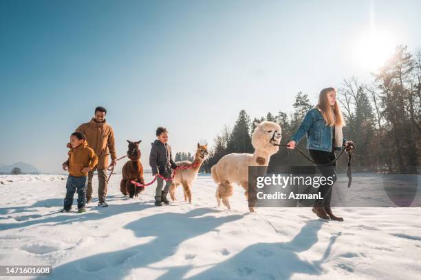 gemischtrassige familie erkundet den winter mit haustieren - alpaka stock-fotos und bilder
