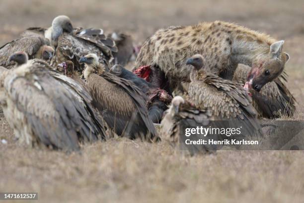 spotted hyena (crocuta crocuta) and white-backed vulture (gyps africanus) on a carcass. - spotted hyena stockfoto's en -beelden