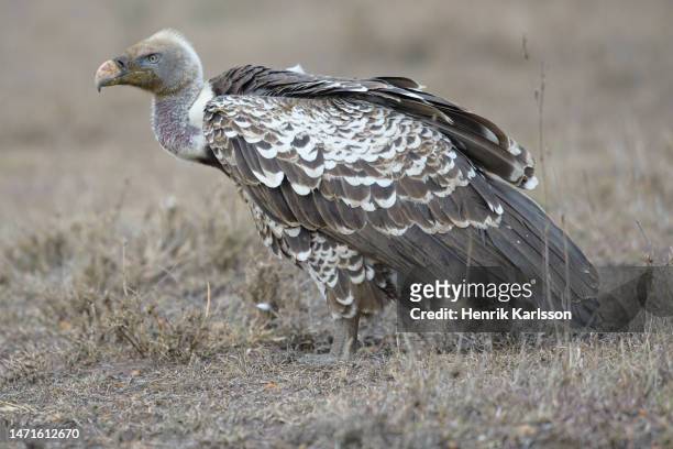 rüppell's vulture (gyps rueppelli) - ruppells griffon vulture stockfoto's en -beelden