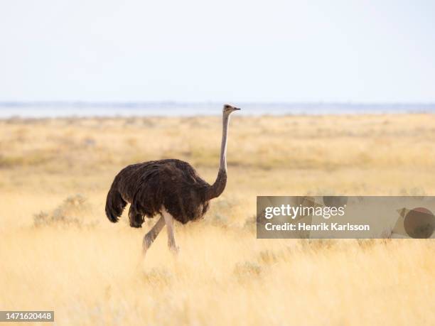 female common ostrich (struthio camelus) on the savannah. - ostrich stock pictures, royalty-free photos & images