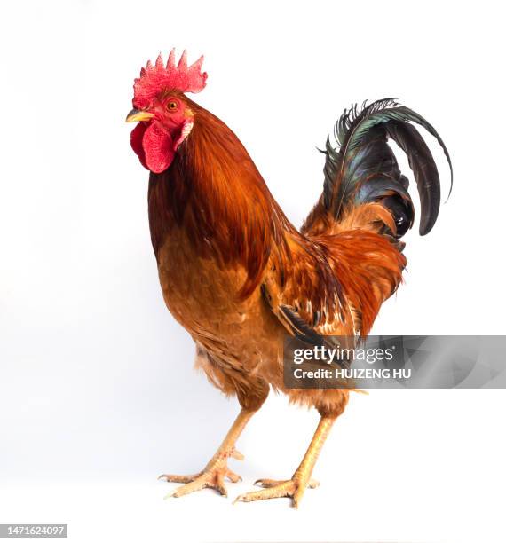 male rooster isolated on white background - rooster 個照片及圖片檔