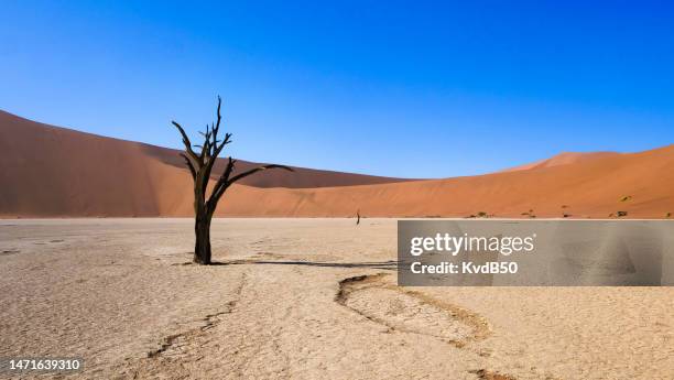 sossusvlei and deadvlei - the highest sand dunes of the worldnamib naukluft, sossusvlei / namibia. - dead vlei stockfoto's en -beelden