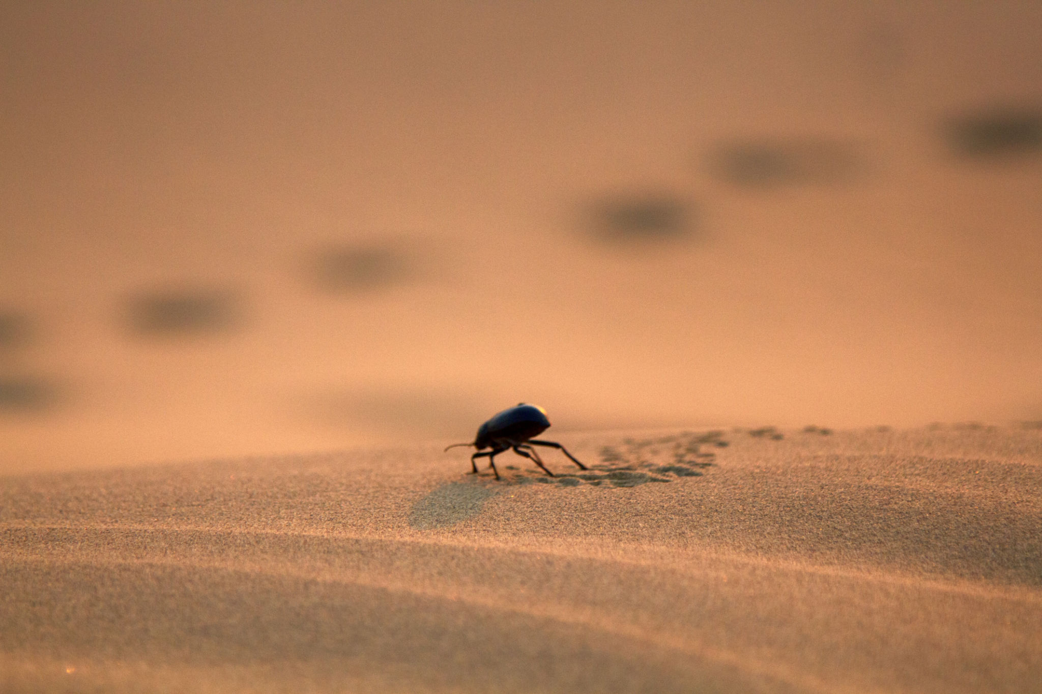 beetle in desert