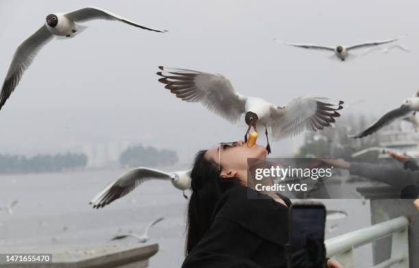 Woman feeds red-billed gulls on the Haigeng Dam of Dian Lake on March 5, 2023 in Kunming, Yunnan Province of China.