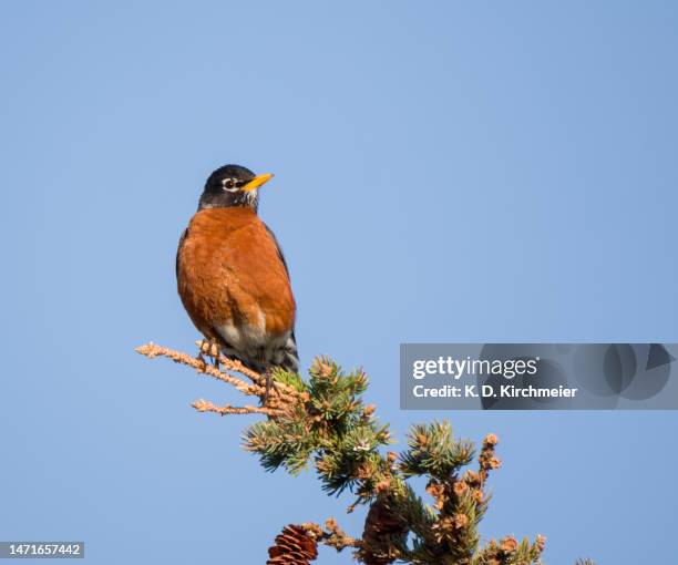 american robin perched on top of a pine tree in western canada - american robin stock pictures, royalty-free photos & images