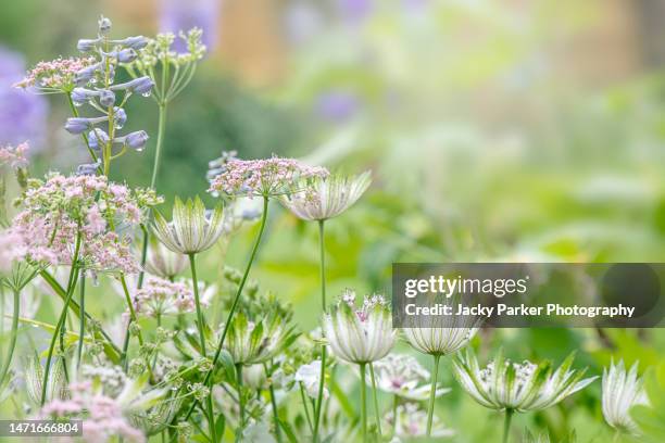 beautiful summer english cottage flower border with astrantia - masterwort, pink queen anne's lace and blue delphinium buds - floral stock pictures, royalty-free photos & images