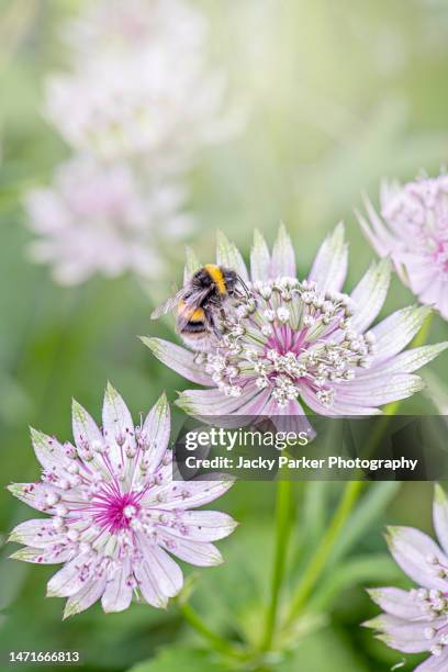 beautiful, pink summer flowering astrantia flowers also known as masterwort with a bee collecting pollen - front or back yard stock pictures, royalty-free photos & images