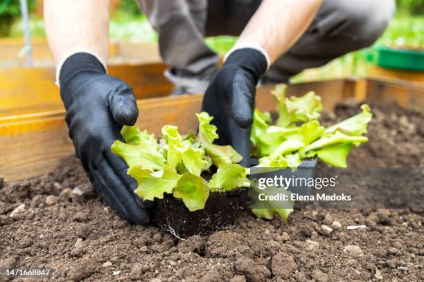 close-up of the hands of an unrecognizable man sowing lettuce in a vegetable garden. the concept of healthy food without harmful additives - gartenhandschuh stock-fotos und bilder