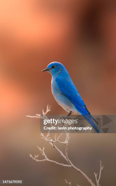 mountain blue bird rote felsen - berghüttensänger stock-fotos und bilder
