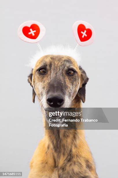 dog with heart antennae - medical symbol stock pictures, royalty-free photos & images